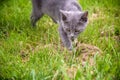 A small kitten is playing in the green grass and looking at the camera. A kitten is in the village learning to hunt. Playing with Royalty Free Stock Photo