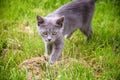 A small kitten is playing in the green grass and looking at the Royalty Free Stock Photo