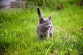 A small kitten is playing in the green grass and looking at the camera. A kitten is in the village learning to hunt. Playing with Royalty Free Stock Photo