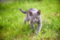 A small kitten is playing in the green grass and looking at the camera. A kitten is in the village learning to hunt. Playing with Royalty Free Stock Photo