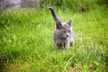 A small kitten is playing in the green grass and looking at the camera. A kitten is in the village learning to hunt. Playing with Royalty Free Stock Photo