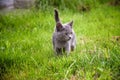 A small kitten is playing in the green grass and looking at the camera. A kitten is in the village learning to hunt. Playing with Royalty Free Stock Photo