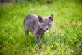 A small kitten is playing in the green grass and looking at the camera. A kitten is in the village learning to hunt. Playing with Royalty Free Stock Photo