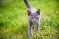 A small kitten is playing in the green grass and looking at the camera. A kitten is in the village learning to hunt. Playing with Royalty Free Stock Photo