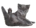 Small kitten playing isolated Royalty Free Stock Photo