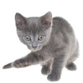 Small kitten playing isolated Royalty Free Stock Photo
