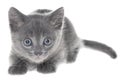 Small kitten playing isolated Royalty Free Stock Photo