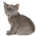 Small kitten playing isolated Royalty Free Stock Photo