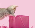 Small kitten playing in pink gift box Royalty Free Stock Photo