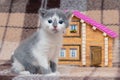 A small kitten is playing near a toy house