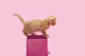 Small kitten playing in pink gift box Royalty Free Stock Photo