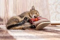 A small kitten is playing with shoes. A small cat bites a shoe Royalty Free Stock Photo