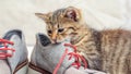 A small kitten is playing with shoes. A small cat bites a shoe Royalty Free Stock Photo