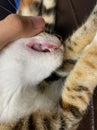 These cat milk deciduous teeth are replaced with no apparent effort in a matter of days after being together