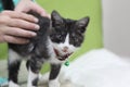 Small kitten on a red collar with beads Royalty Free Stock Photo