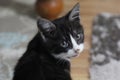 Small kitten on a red collar with beads. innocent look Royalty Free Stock Photo