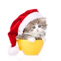 Small kitten with red hat in large cup on white Royalty Free Stock Photo