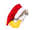 Small kitten with red santa hat in large cup. isolated on white Royalty Free Stock Photo