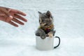 small kitten\'s playful antics are a joy to behold as they balance themselves with half their body inside a white blank mug