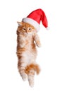 Small kitten in a santa hat. Royalty Free Stock Photo