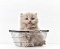 Small kitten in shopping basket Royalty Free Stock Photo