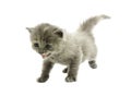 The small kitten shouts Royalty Free Stock Photo