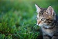 Small kitten sit in green grass cute cat portrait Royalty Free Stock Photo