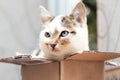 A small kitten sits in a cardboard box and looks out of the box cautiously Royalty Free Stock Photo