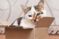 A small kitten sits in a cardboard box and looks out of the box cautiously Royalty Free Stock Photo