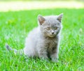 Small kitten sitting on green grass Royalty Free Stock Photo