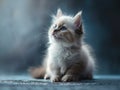 A small kitten sitting on the ground looking up Royalty Free Stock Photo