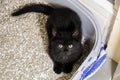 A small kitten is sitting in the litter box and looking up to the camera Royalty Free Stock Photo