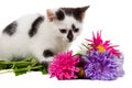 Small kitten sitting near flowers Royalty Free Stock Photo