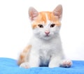 Small kitten sitting on the pillow Royalty Free Stock Photo