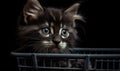 Small kitten is sitting in shopping basket and looking up. Royalty Free Stock Photo