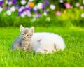 small kitten sitting with sleeping puppy on summer grass Royalty Free Stock Photo