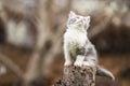Small kitten sitting on a stump Royalty Free Stock Photo