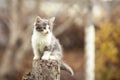 Small kitten sitting on a stump Royalty Free Stock Photo