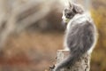 Small kitten sitting on a stump Royalty Free Stock Photo