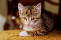 a small kitten sitting on wooden chair Royalty Free Stock Photo