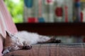 Small kitten sleeping on a couch on the terrace. Royalty Free Stock Photo