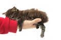 Small kitten sleeping on a hand Royalty Free Stock Photo