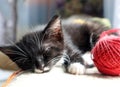 A small kitten is sleeping quietly on the sofa against the background of a ball of yarn, close-up