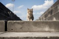 a small kitten standing on top of concrete steps