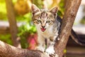 Small kitten standing on a tree branch Royalty Free Stock Photo