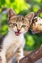 Small kitten standing on a tree branch Royalty Free Stock Photo