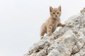 A small kitten stands on top of a rock with a calm expression Royalty Free Stock Photo