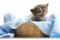 Small kitten in straw basket Royalty Free Stock Photo