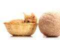 Small kitten in straw basket Royalty Free Stock Photo