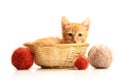 Small kitten in straw basket Royalty Free Stock Photo